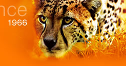 Leopard Image