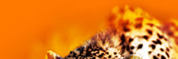 Leopard Image